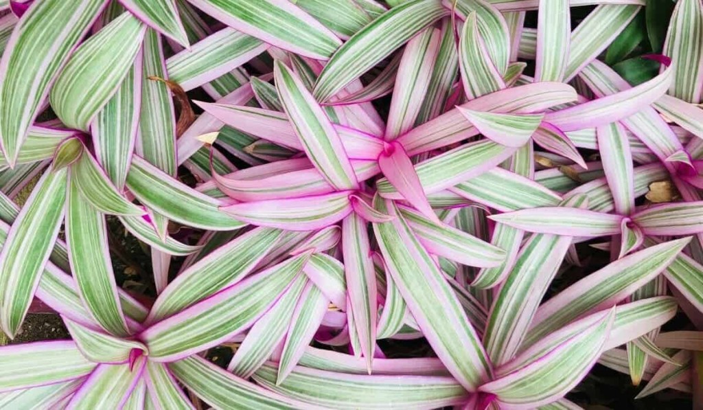 plantas rasteiras tapetes