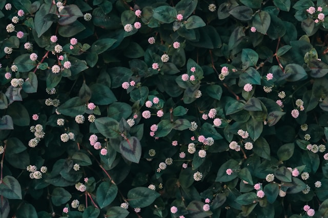Paisagista indica 6 plantas rasteiras para formar tapetes nos jardins.
