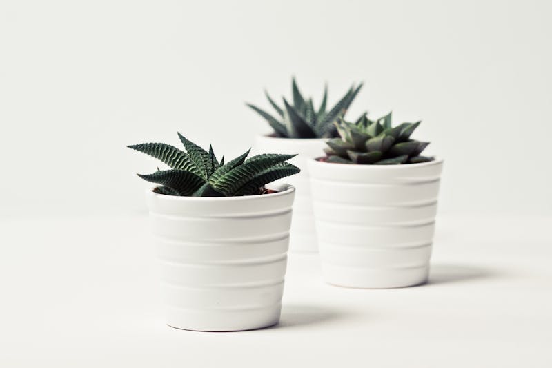 5 Dicas para o Sucesso com Suculentas: Evite Erros Comuns e Cultive Plantas Lindas e Saudáveis