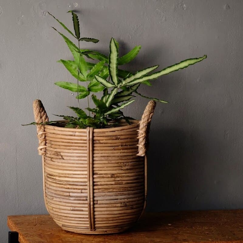 5 Plantas de sombra Perfeitas para Cultivar em Ambientes com Pouca Luz
