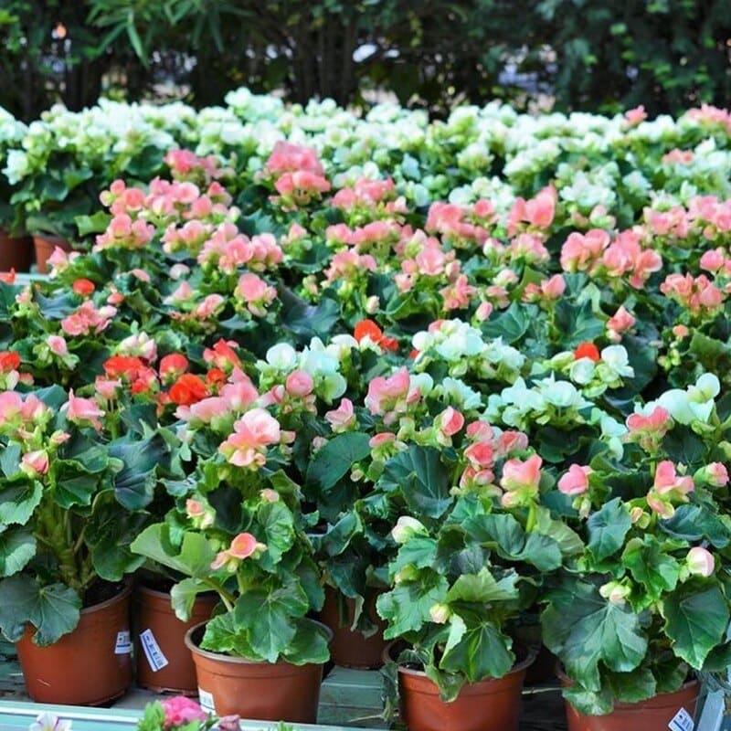 4 flores que florescem o ano todo e deixam o jardim repleto de cores.