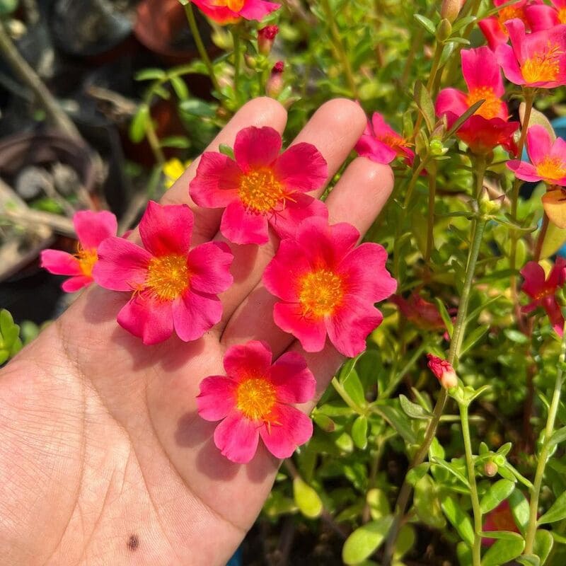 Beldroega: benefícios e dicas de cultivo desta planta comestível e ornamental
