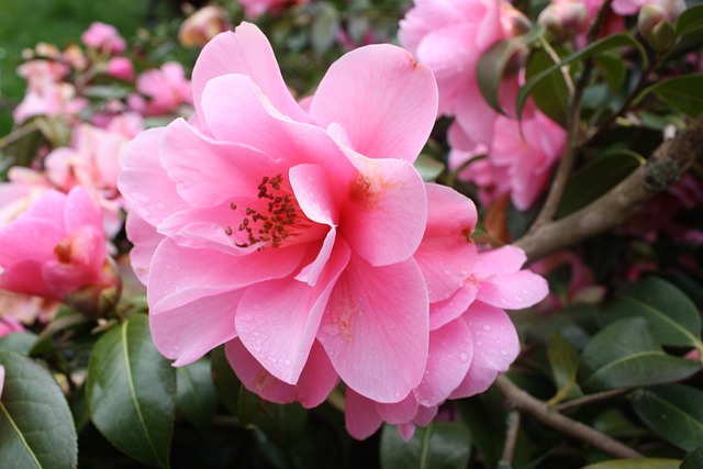 Flores de inverno: as melhores plantas para encantar no mês de julho