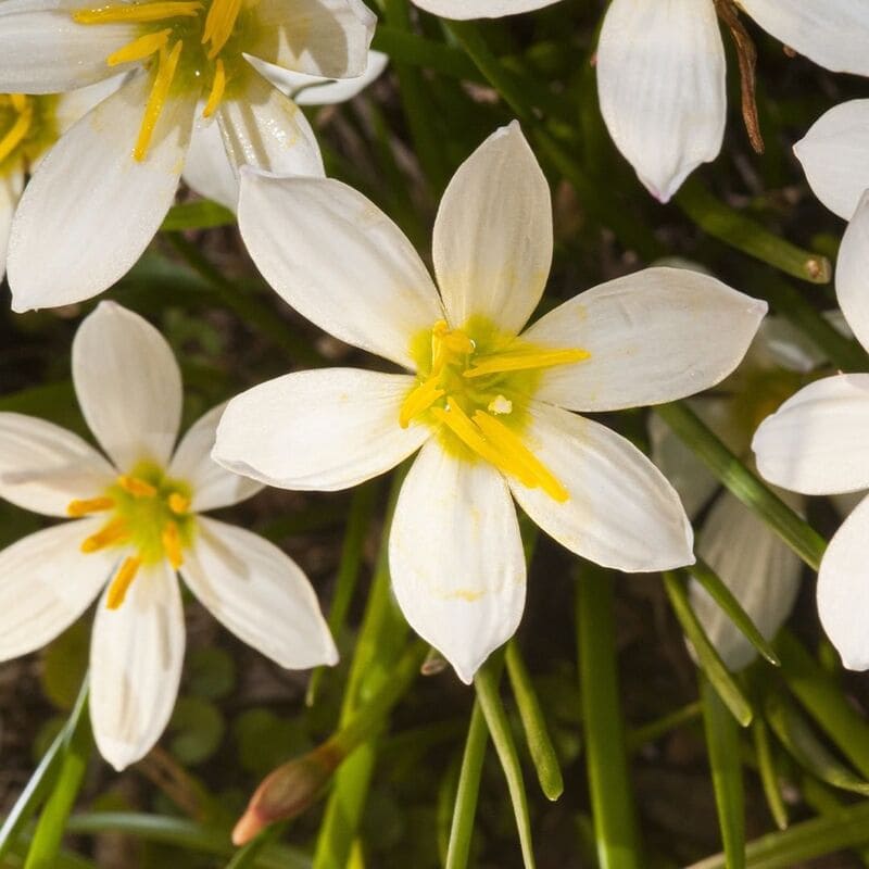 O Significado das Flores no Dia de Finados: Homenagens que Refletem Memória e Respeito