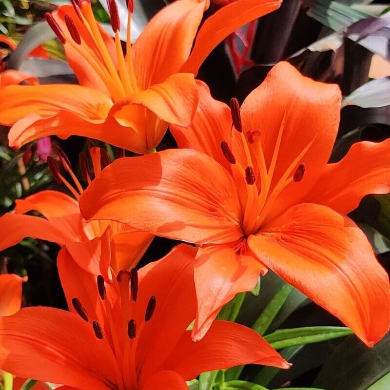 Lirio laranja