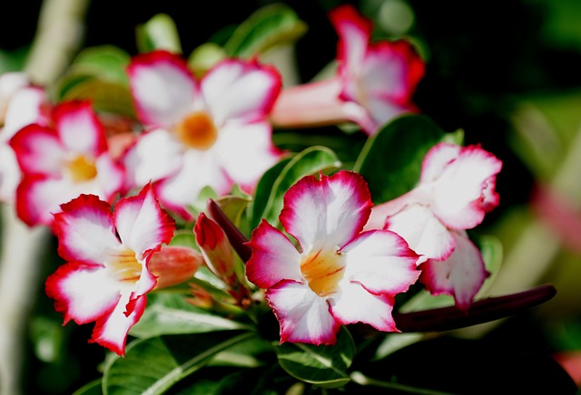 Como Fazer Muda da Rosa do Deserto: Passo a Passo para Cultivar Sua Planta Ornamental