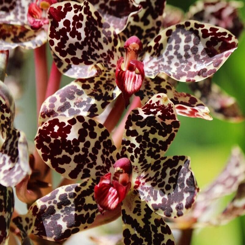Orquídea-tigre: Como Cuidar da Planta que Aprecia Calor e Alta Umidade
