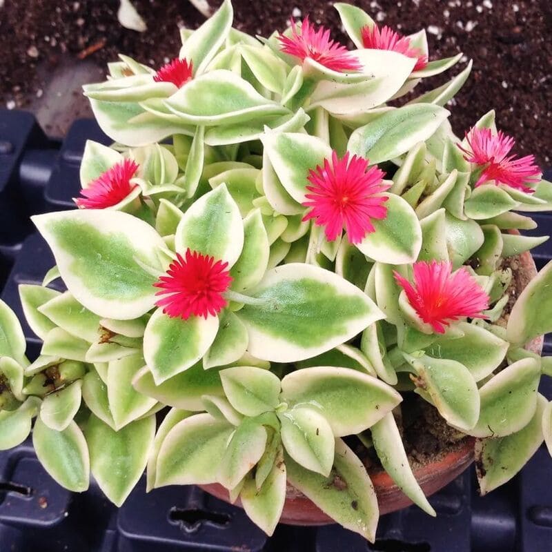 5 Espécies de Plantas Variegadas e Pendente para Deixar Seu Jardim Incrível