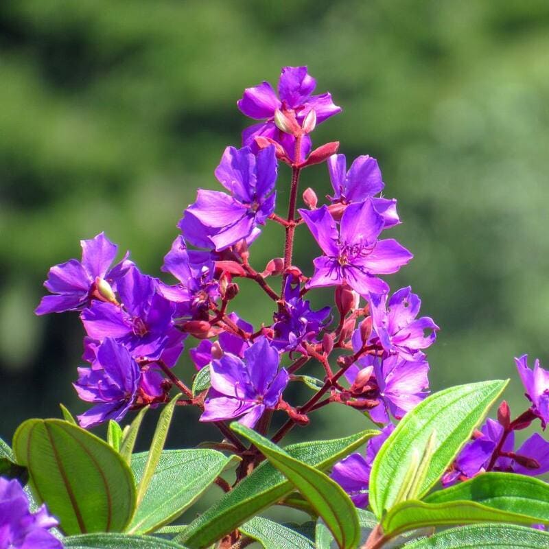 Quaresmeira: A Beleza da Floração Entre Janeiro e Abril