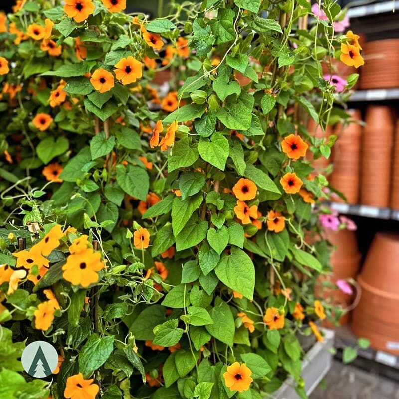 Se encante por 8 espécies de Thunbergias para Transformar seu Jardim em um Paraíso Natural