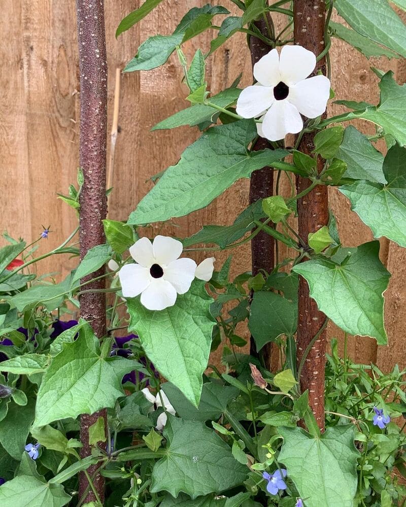 Suzana dos Olhos Negros (Thunbergia alata): Guia Completo de Cultivo