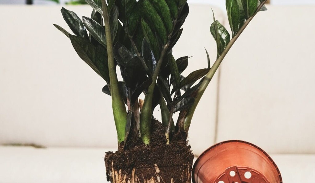 Saiba como fazer muda de zamioculca com dicas de especialistas.