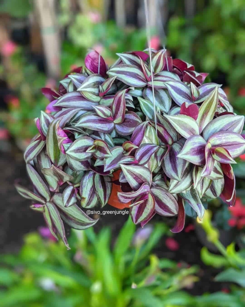 Cobertura Perfeita: Três Plantas para forração que Deixam seu Jardim Encantador