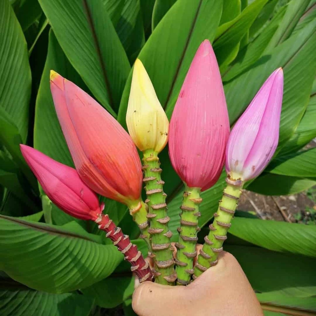 bananeira de jardim