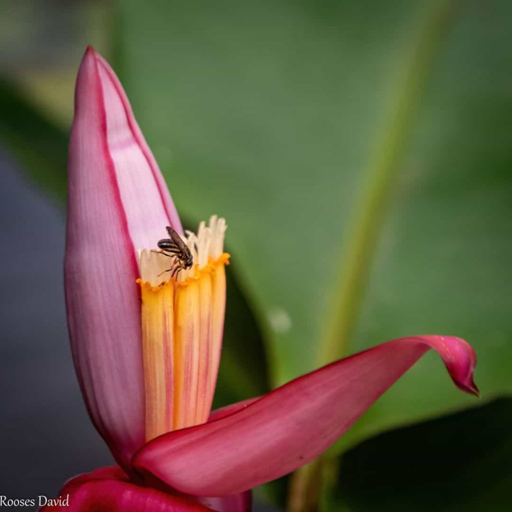 bananeira de jardim