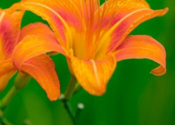 cropped-sonhar-com-flores-lirios.jpg