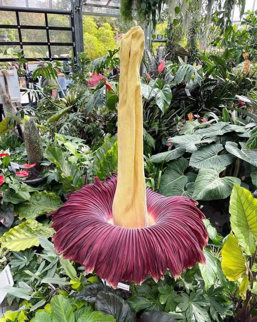 Flor-cadáver (Amorphophallus titanum)