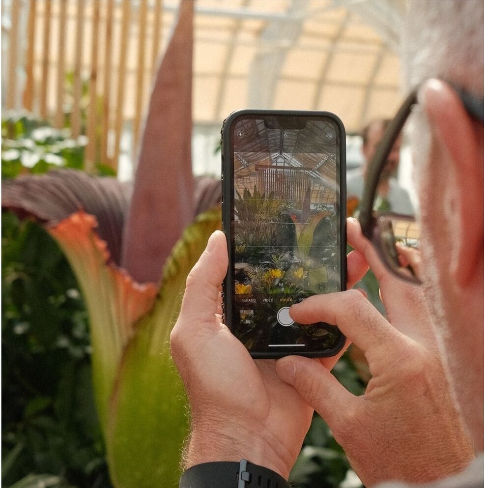 Flor-cadáver (Amorphophallus titanum)