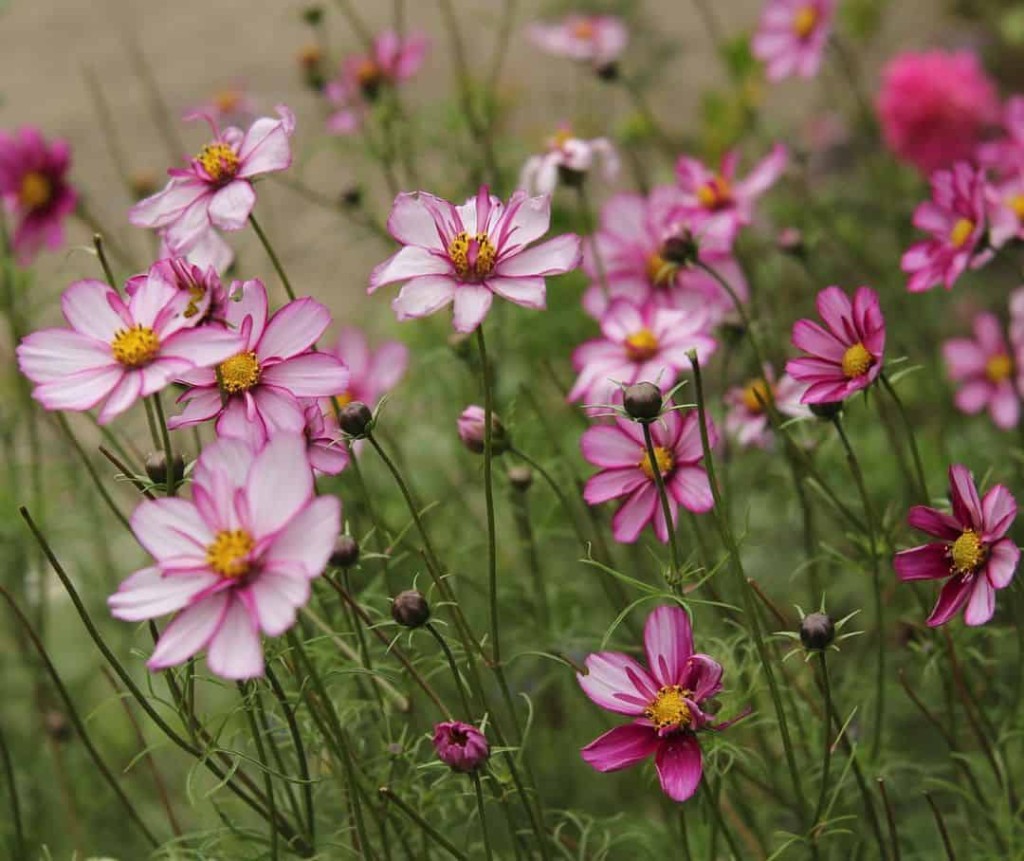 Dia das abelhas: 5 arbustos floridos que atraem polinizadores para Encantar o Jardim