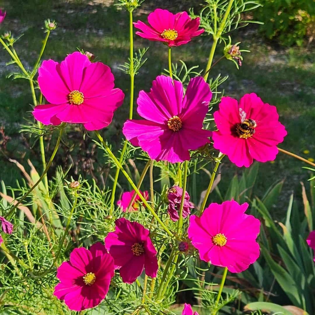 Flores sem espera: cultive espécies que florescem em tempo recorde