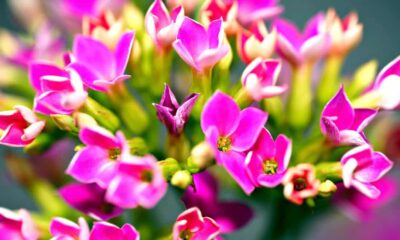 kalanchoe