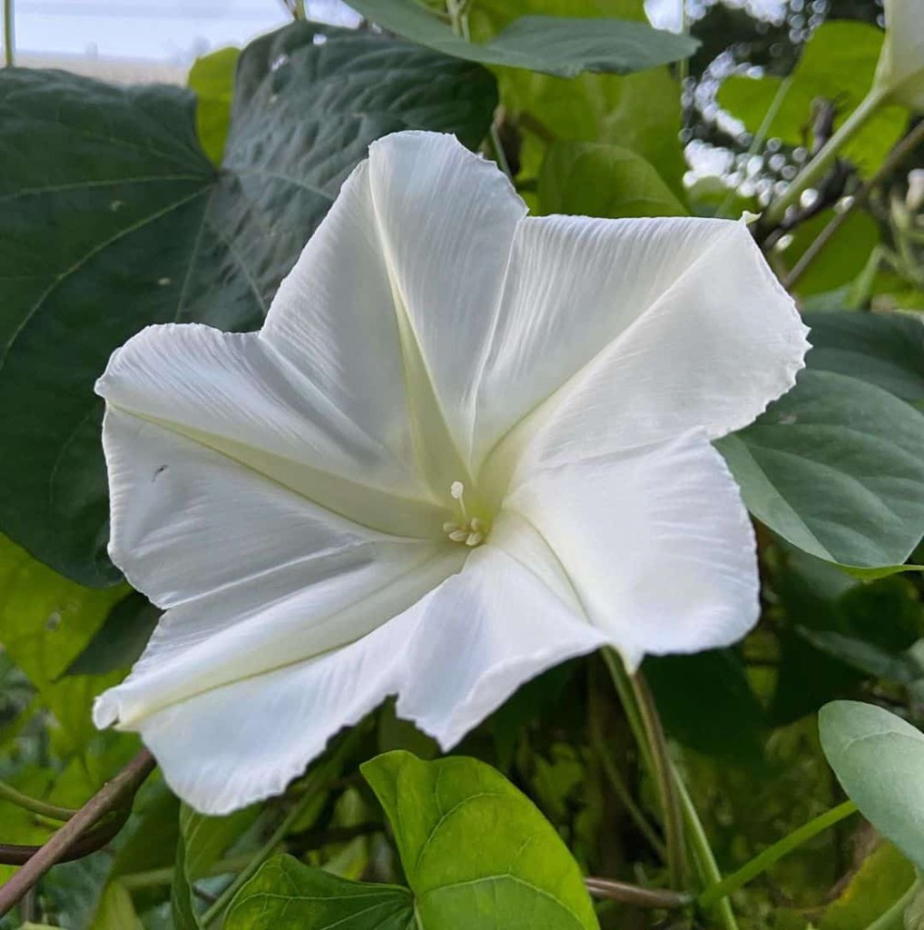 flor-da-lua - Ipomoea alba