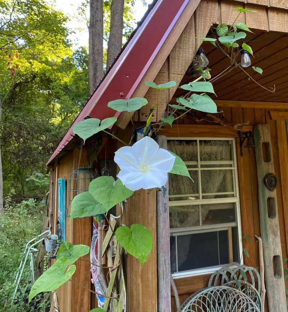 flor-da-lua - Ipomoea alba