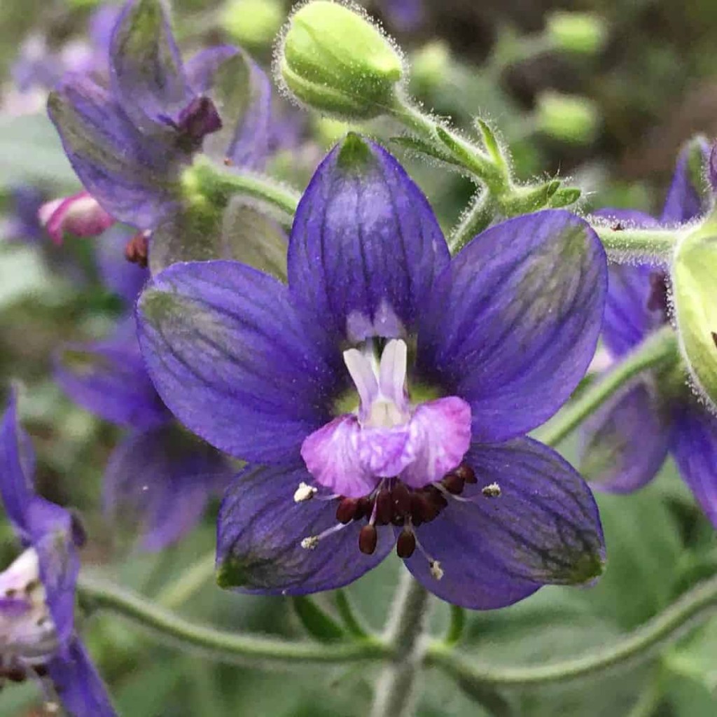 Flor Delfino- Delphinium staphisagria