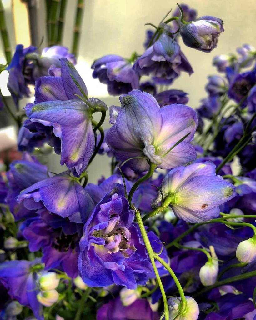 Flor Delfino- Delphinium staphisagria