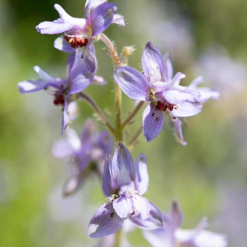 Flor Delfino- Delphinium staphisagria