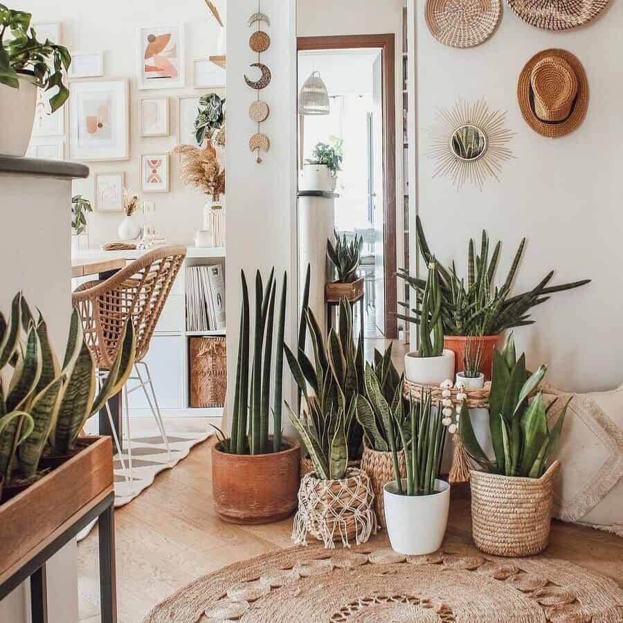 lança de Ogum (Sansevieria cylindrica)