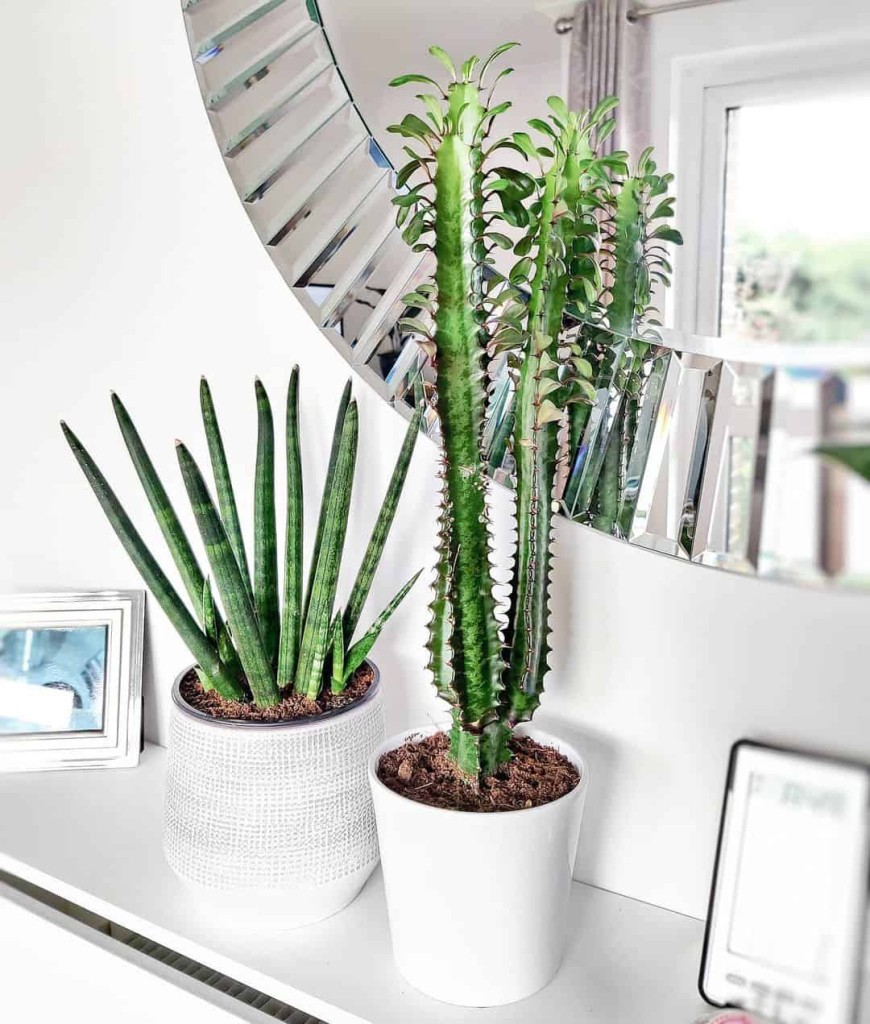 lança de Ogum (Sansevieria cylindrica)