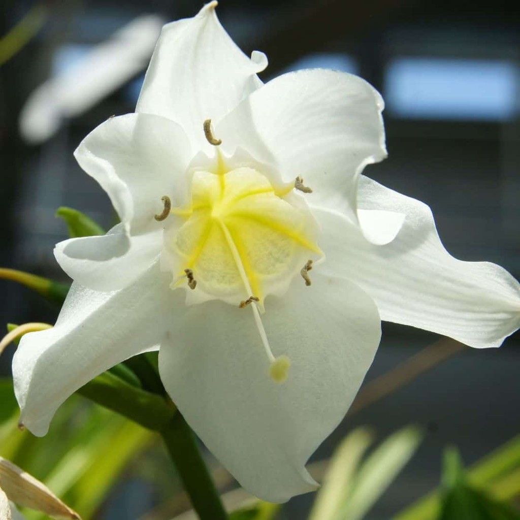 Lírio do Amazonas, conhecido cientificamente como Eucharis grandiflora e popularmente como Estrela de Belém