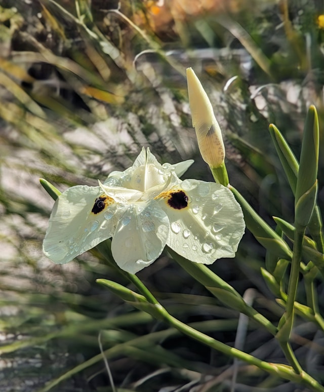 Moreia: A Versatilidade e Beleza no Paisagismo