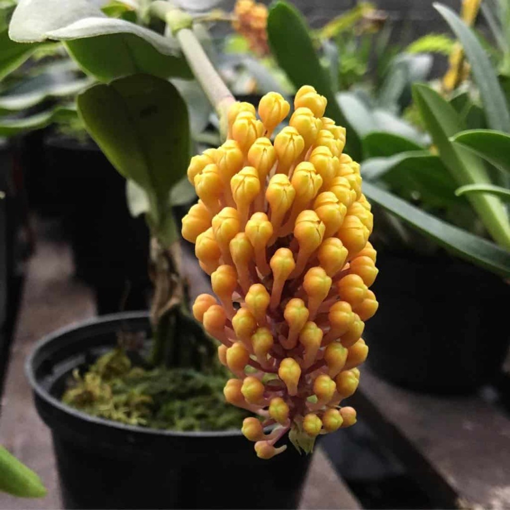 orquídea-abacaxi