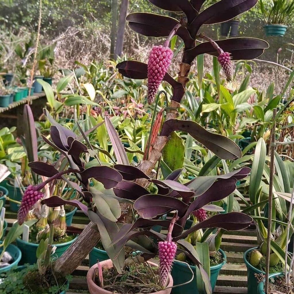 orquídea-abacaxi