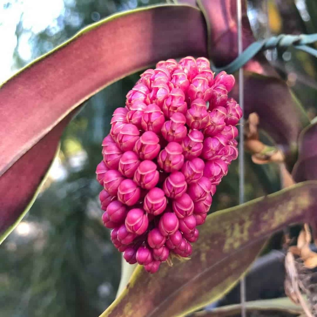 orquídea-abacaxi