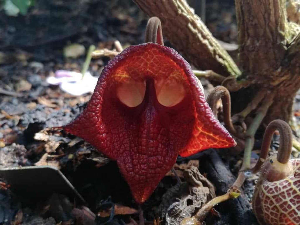 Aristolochia salvadorensis, popularmente conhecida como a planta Darth Vader.