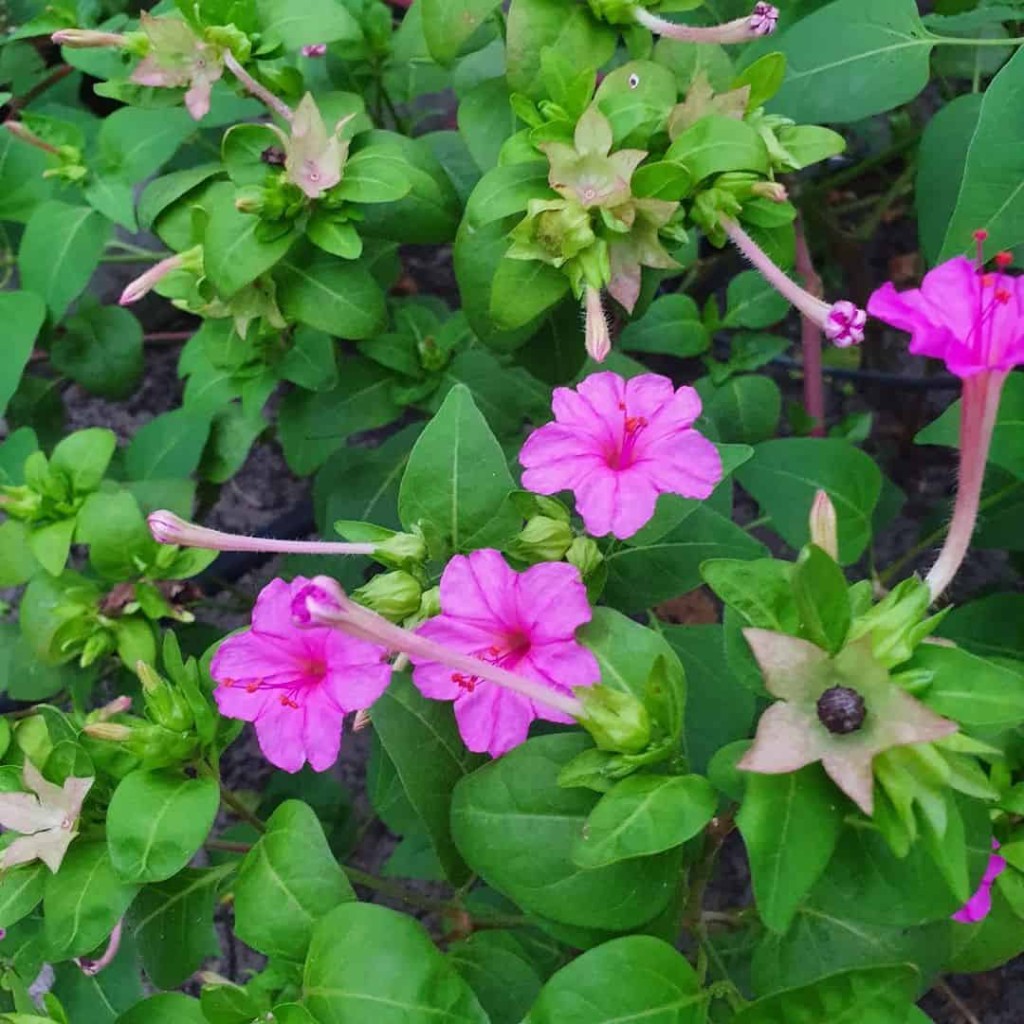 planta Maravilha, conhecida cientificamente como Mirabilis jalapa