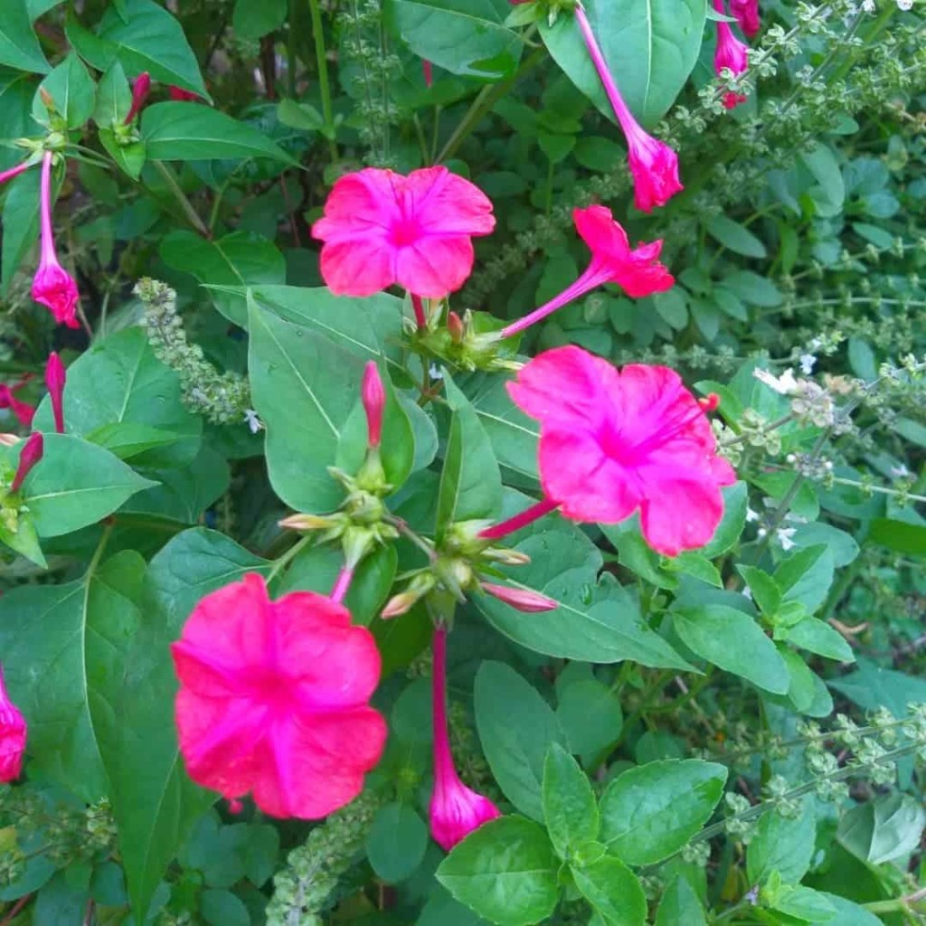 planta Maravilha, conhecida cientificamente como Mirabilis jalapa