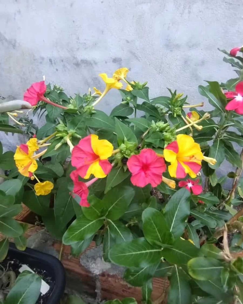 planta Maravilha, conhecida cientificamente como Mirabilis jalapa