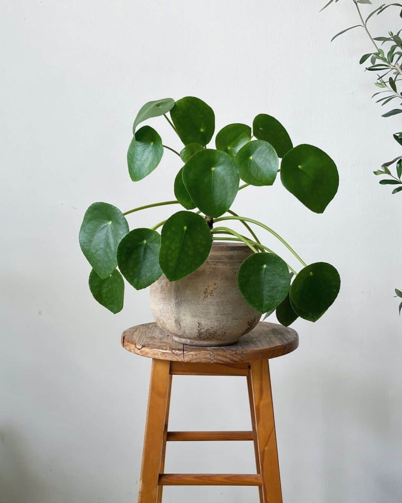5 Plantas para Dentro de Casa Fáceis de Cuidar e Decorativas