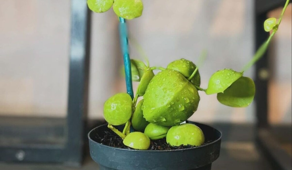 planta bolsa de canguru