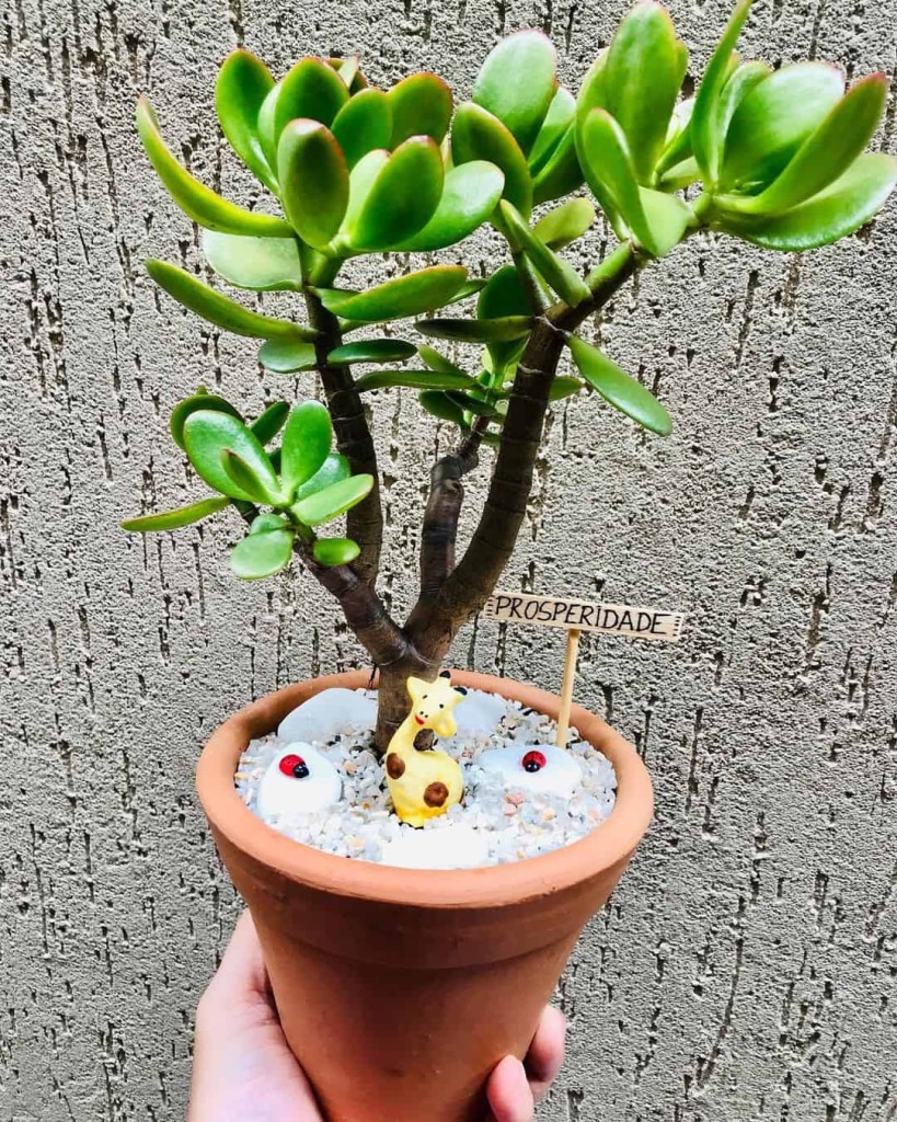Conheça 5 Suculentas que Viram Bonsai