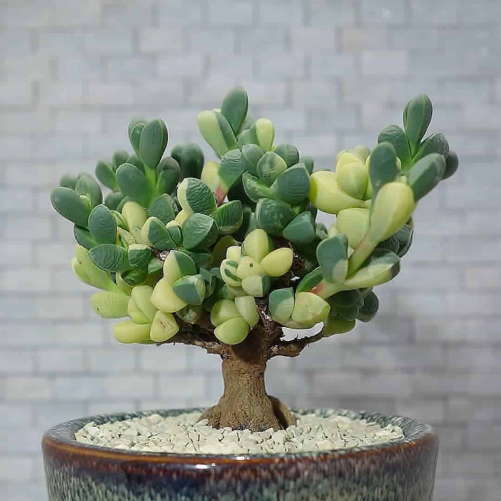 Conheça 5 Suculentas que Viram Bonsai