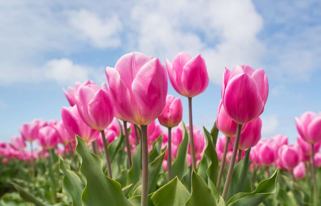 significado das tulipas