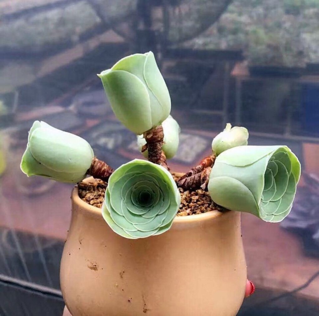 Greenovia dodrentalis