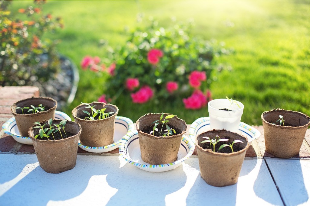 Como Acabar com a Cochonilha de Raiz nas Plantas?