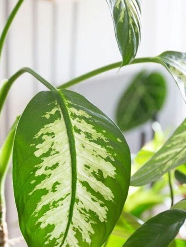 comigo-ninguém-pode