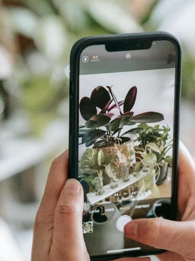 plantas para apartamento